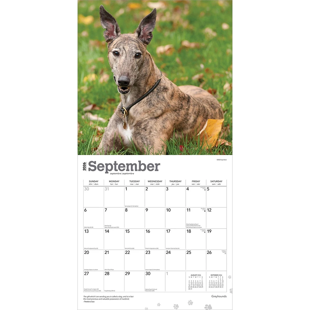 Greyhounds 2026 Wall Calendar