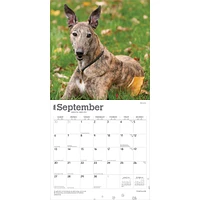 Greyhounds 2026 Wall Calendar