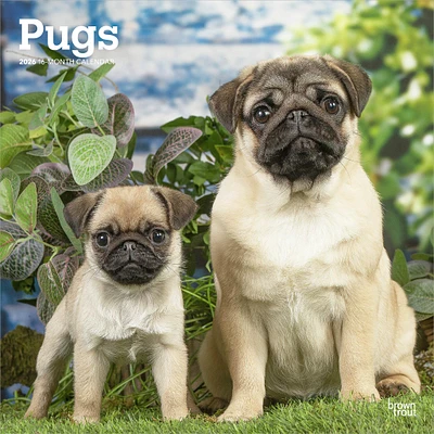 Pugs 2026 Wall Calendar