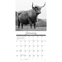 Highland Cows Black and White 2026 Wall Calendar