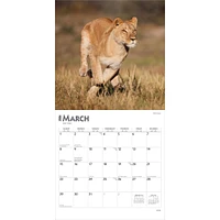 Lions 2026 Wall Calendar - Online Exclusive