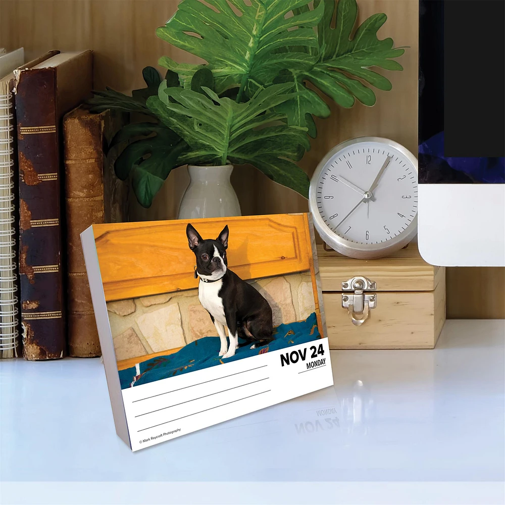 Just Boston Terriers Box 2025 Calendar - Online Exclusive