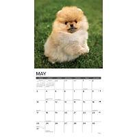 Just Pomeranian Puppies 2026 Wall Calendar