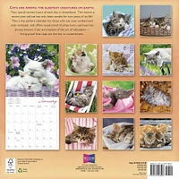 Cat Naps 2026 Wall Calendar - Online Exclusive