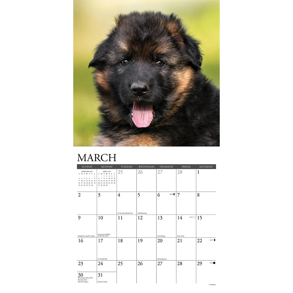 Just German Shepherd Puppies Wall 2025 Calendar