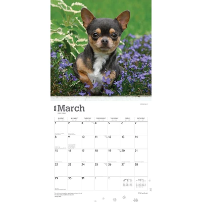 Chihuahuas 2026 Wall Calendar