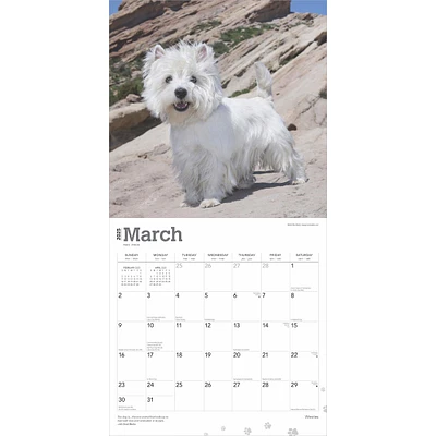 West Highland White Terriers Wall 2025 Calendar