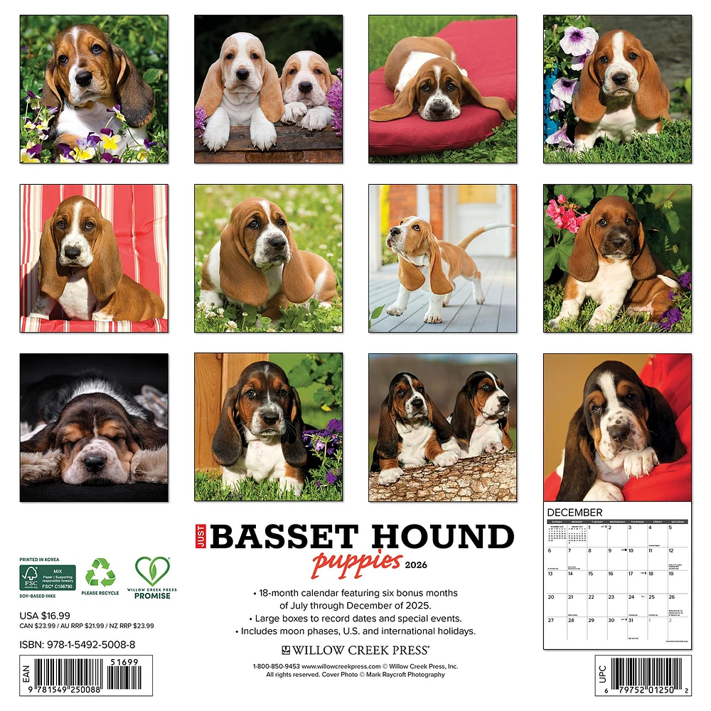 Just Basset Hound Puppies 2026 Wall Calendar - Online Exclusive