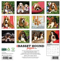 Just Basset Hound Puppies 2026 Wall Calendar - Online Exclusive