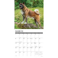 Just Akitas 2026 Wall Calendar - Online Exclusive