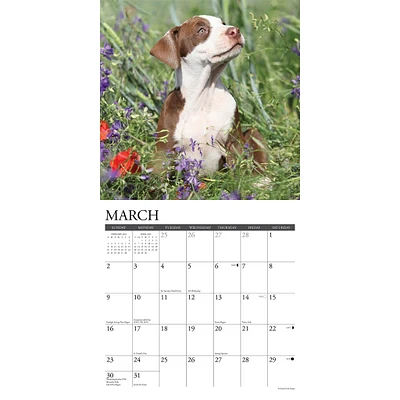 Just American Pit Bull Terrier Puppies Wall 2025 Calendar