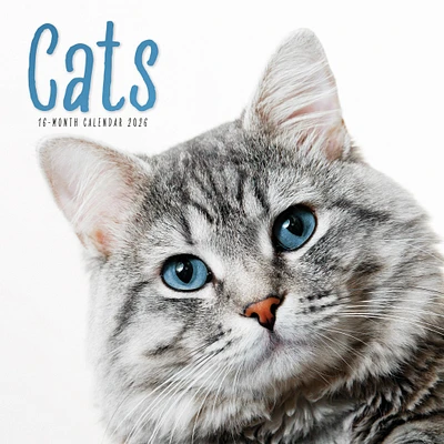 Cats Wall  2026 Calendar