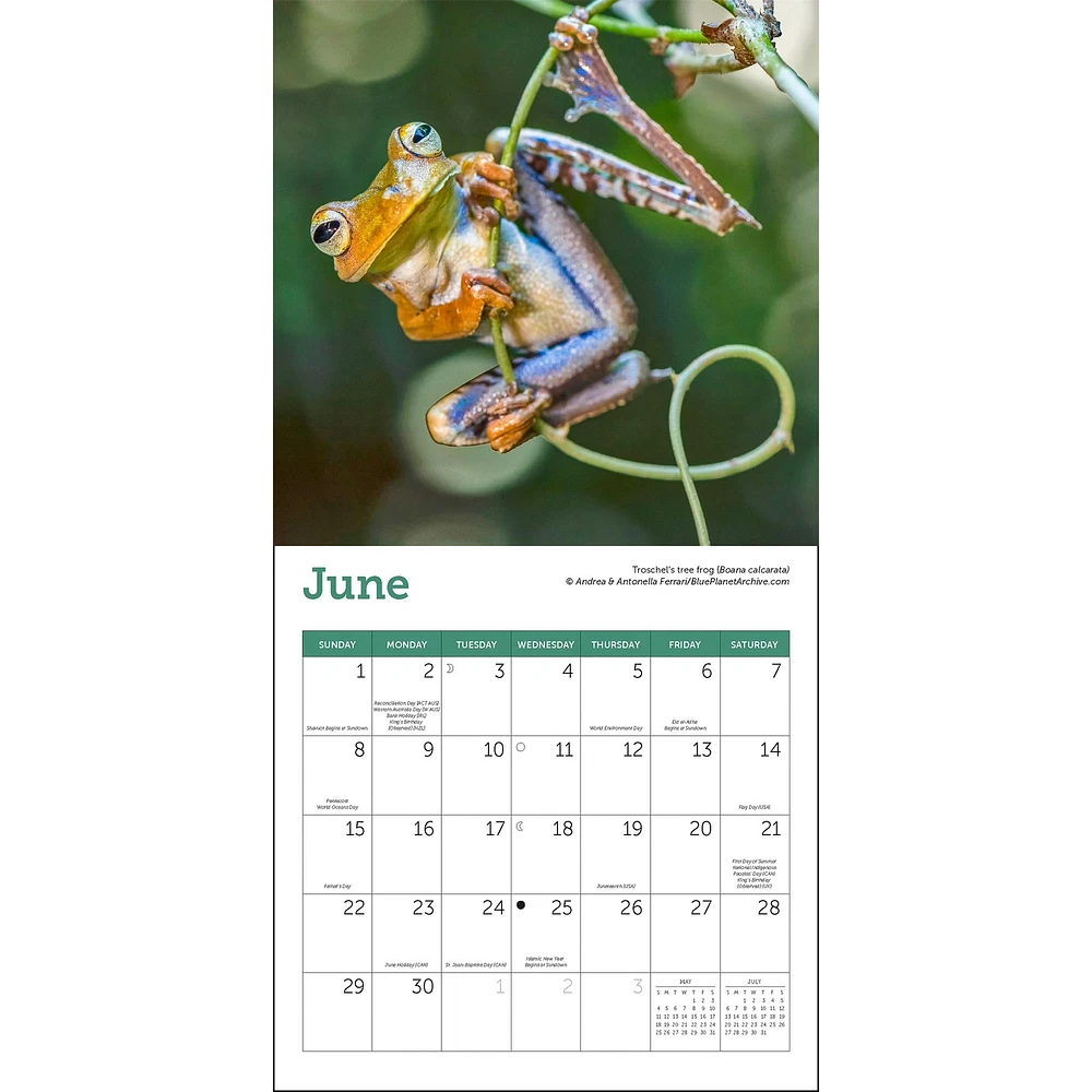 Frogs Mini 2025 Calendar