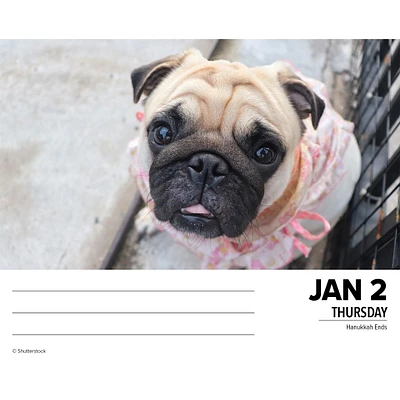 Just Pugs Box 2025 Calendar - Online Exclusive