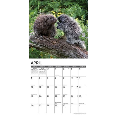 Porcupines 2026 Wall Calendar - Online Exclusive
