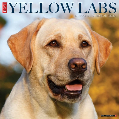 Just Yellow Labs 2026 Wall Calendar