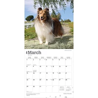 Shetland Sheepdogs 2026 Wall Calendar - Online Exclusive