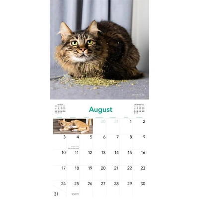 Cats On Catnip Wall 2025 Calendar