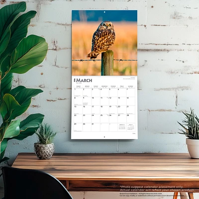 Owls 2026 Wall Calendar - Online Exclusive