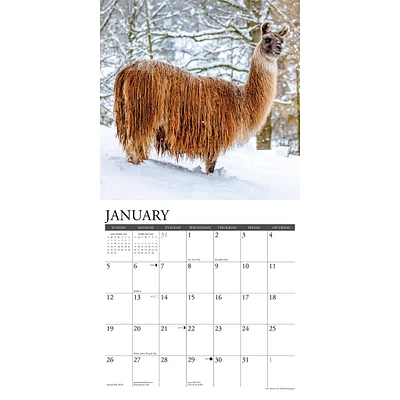 Llamas Wall 2025 Calendar