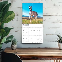 Greyhounds 2026 Wall Calendar