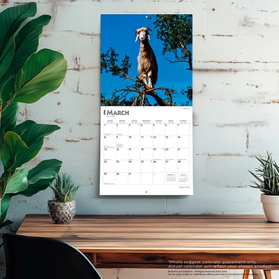 Goats In Trees 2026 Wall Calendar