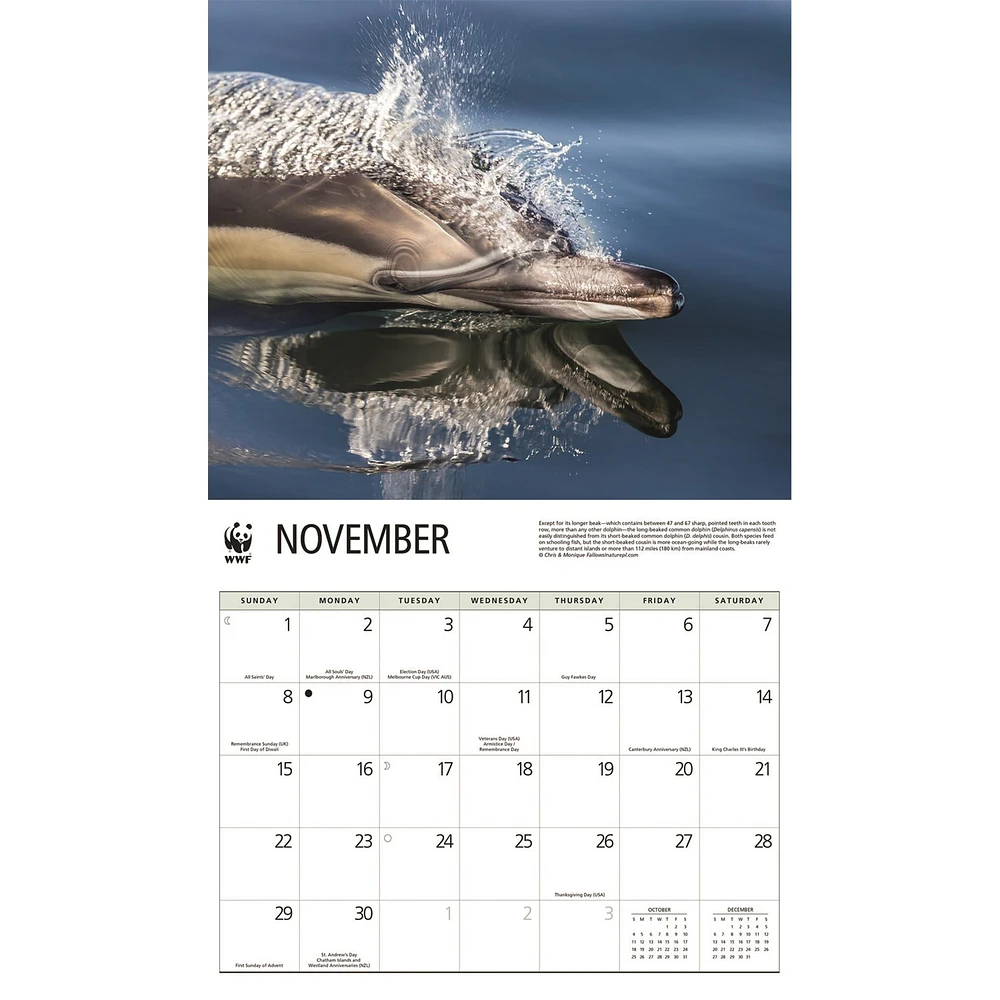 World Wildlife Fund Dolphins 2026 Wall Calendar