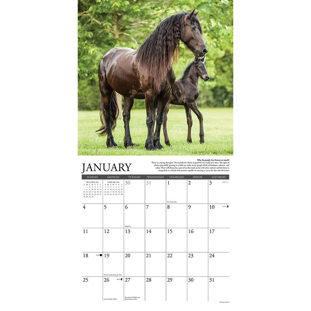 Why Horses Do That 2026 Wall Calendar