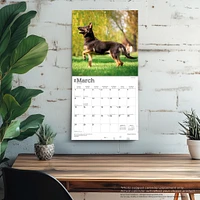 Belgian Malinois 2026 Wall Calendar - Online Exclusive