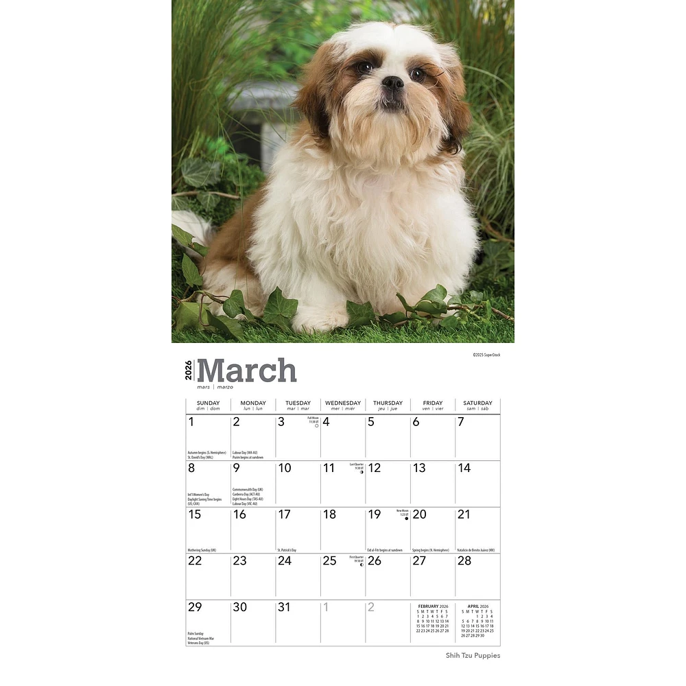 Shih Tzu Puppies 2026 Mini Calendar
