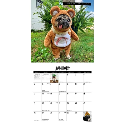 Doug The Pug Mini 2025 Calendar