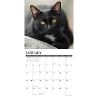 Just Black Cats 2026 Wall Calendar