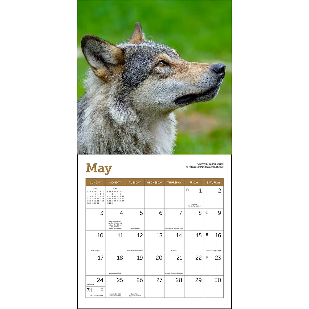 Wolves 2026 Mini Calendar