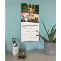 Nova Scotia Duck Tolling Retriever 2026 Wall Calendar