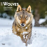 Wolves Les Loups Wall 2025 Calendar (French)