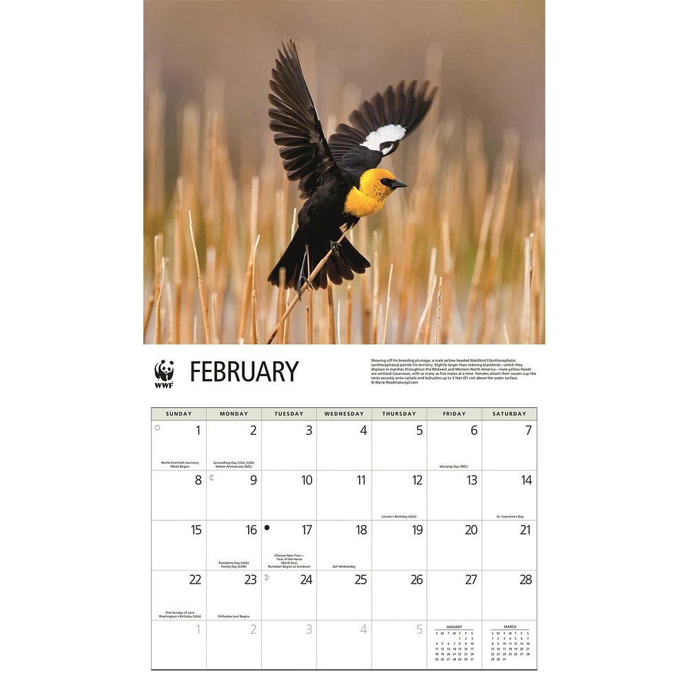 World Wildlife Fund Songbirds 2026 Wall Calendar