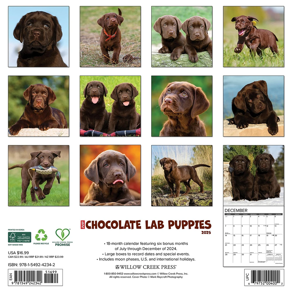 Just Chocolate Lab Puppies Wall 2025 Calendar - Online Exclusive