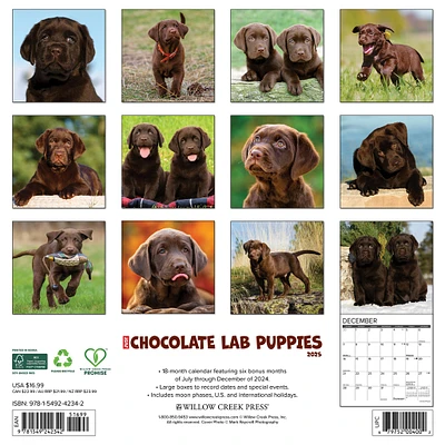 Just Chocolate Lab Puppies Wall 2025 Calendar - Online Exclusive