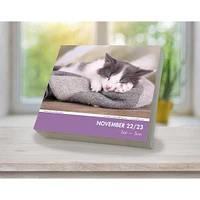 Cat Naps Box 2025 Calendar