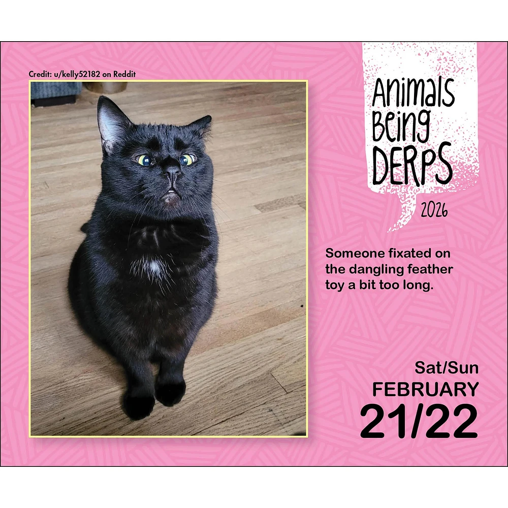 Animals Being Derps 2026 Box Calendar