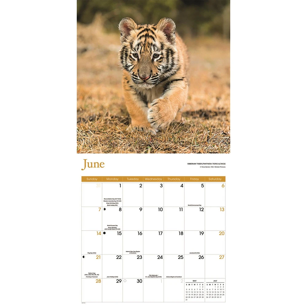 Baby Animals 2026 Wall Calendar
