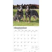 Blue Heelers 2026 Wall Calendar