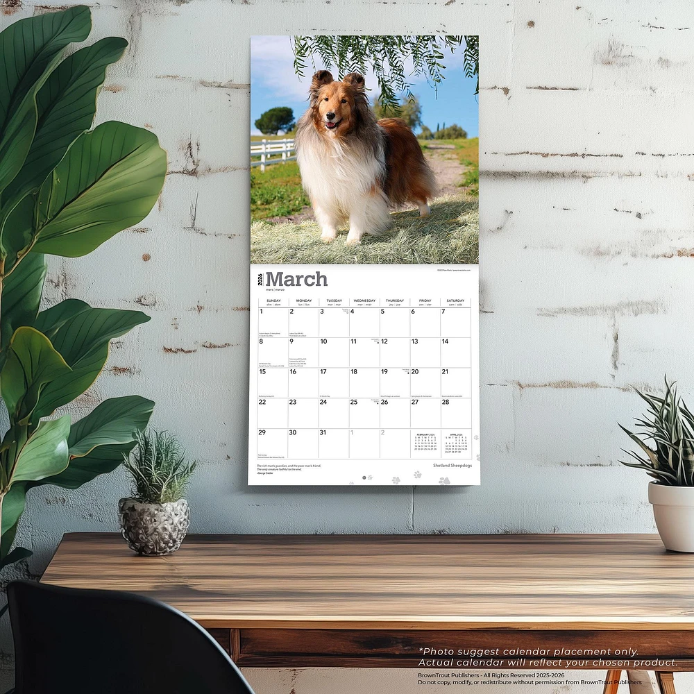 Shetland Sheepdogs 2026 Wall Calendar - Online Exclusive
