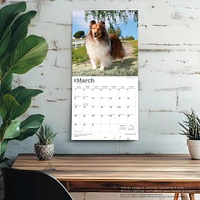 Shetland Sheepdogs 2026 Wall Calendar - Online Exclusive