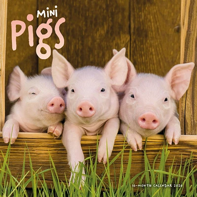 Mini Pigs 2026 Wall Calendar