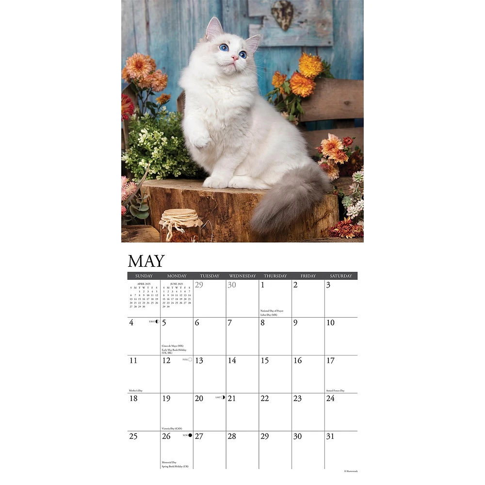 Ragdoll Cats Wall 2025 Calendar