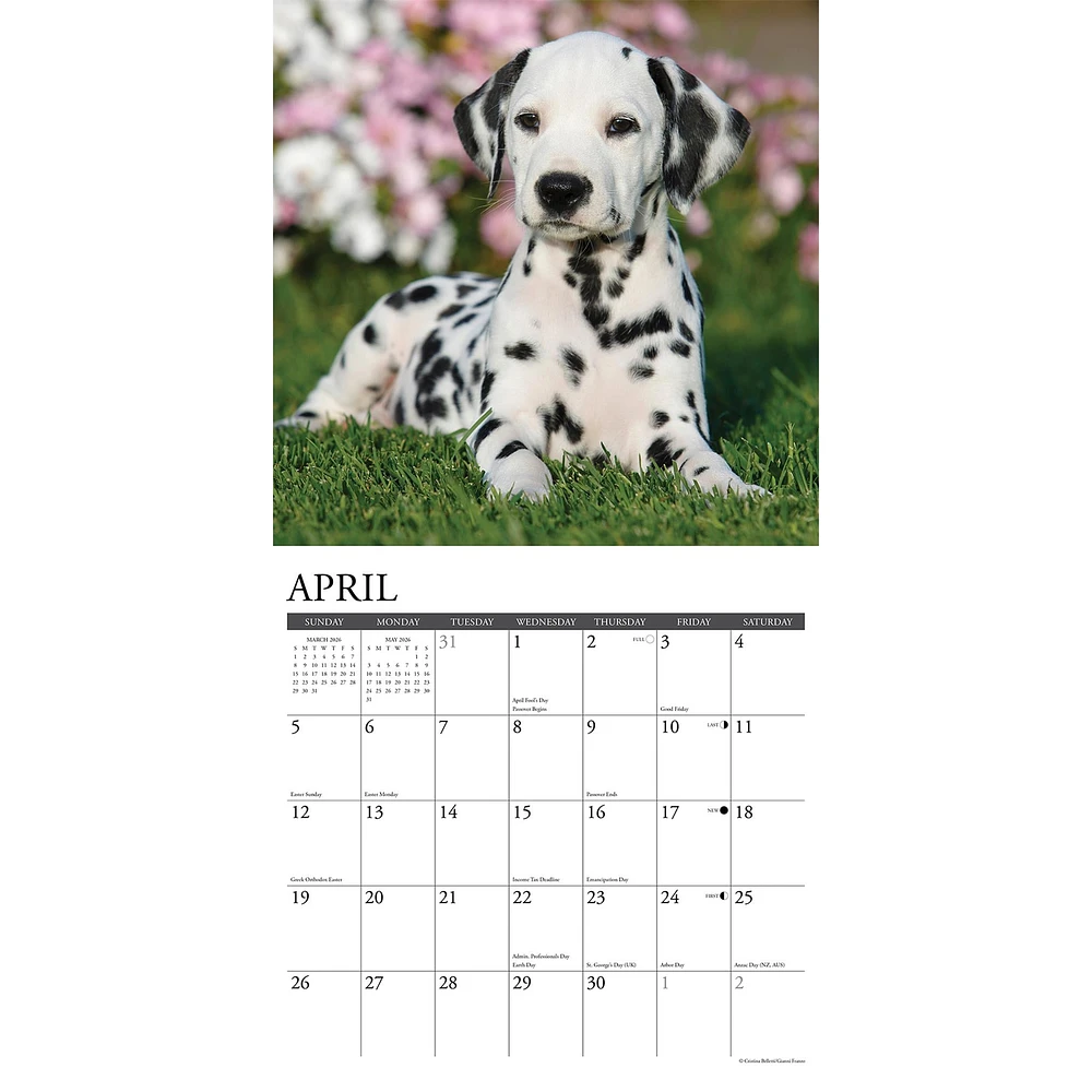 Just Dalmatians 2026 Wall Calendar
