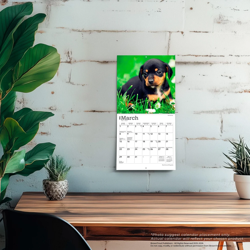 Dachshund Puppies 2026 Mini Calendar