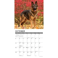 Just German Shepherds Wall 2025 Calendar