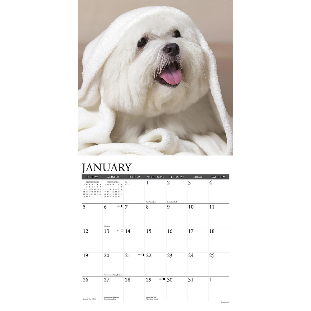 Just Maltese Wall 2025 Calendar